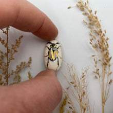 Load image into Gallery viewer, 147. beetle talisman